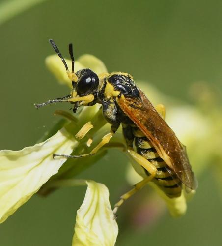 Elinora baetica dominiquei